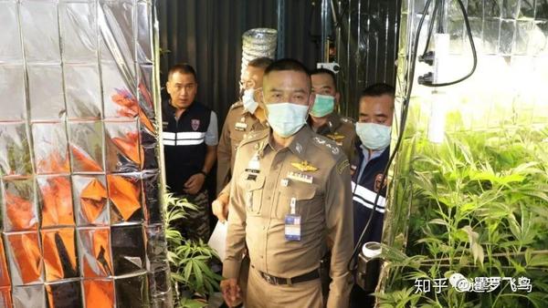 夫妇俩在泰国代办假签证 被移民警察逮捕 屋内还搜出几十棵大麻 知乎