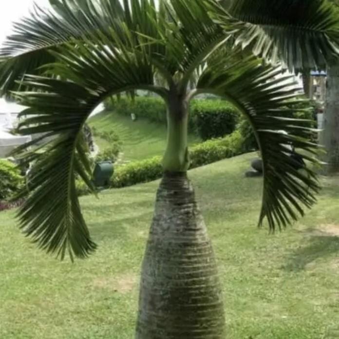 游迹天下