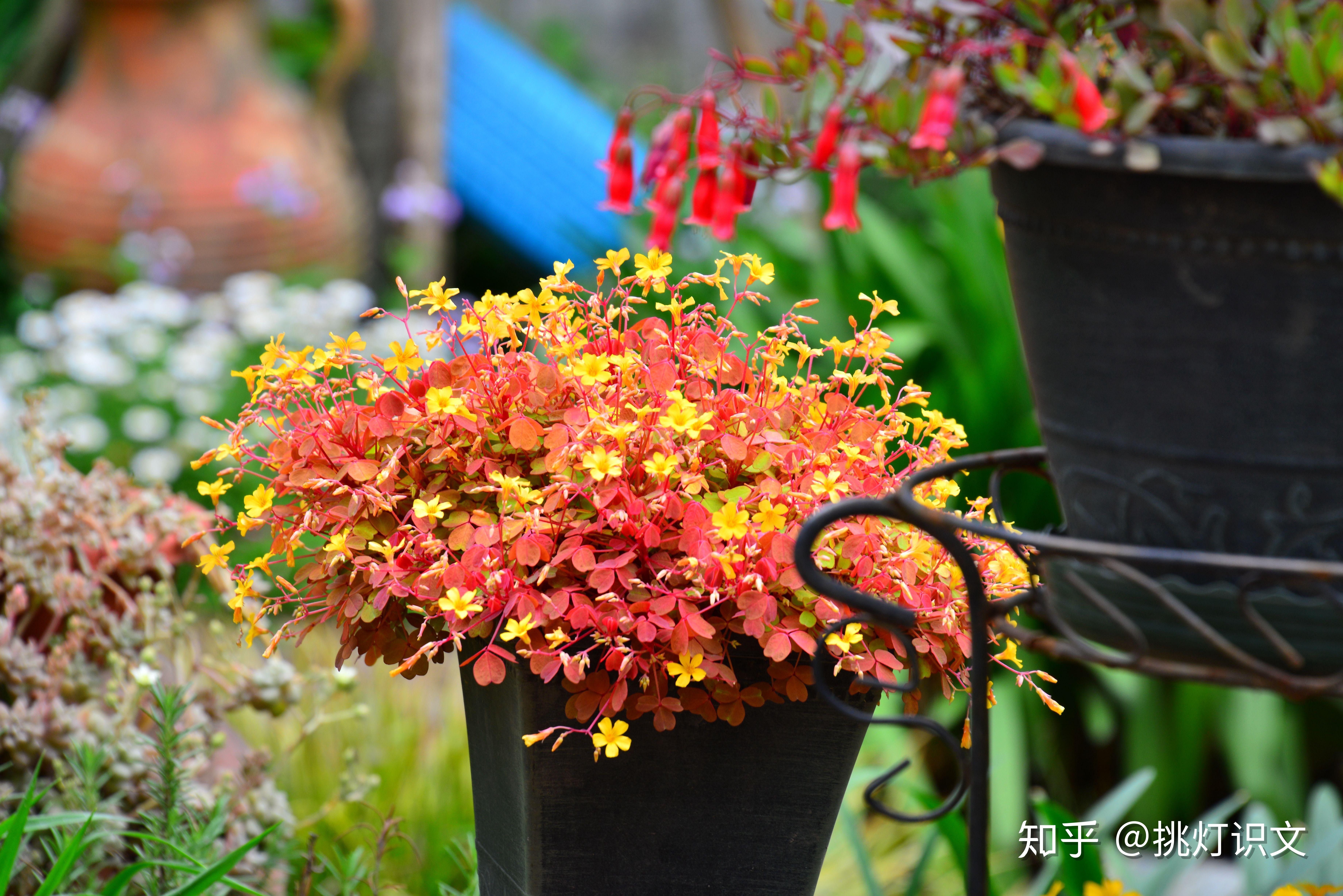 请你种一棵熔岩酢吧