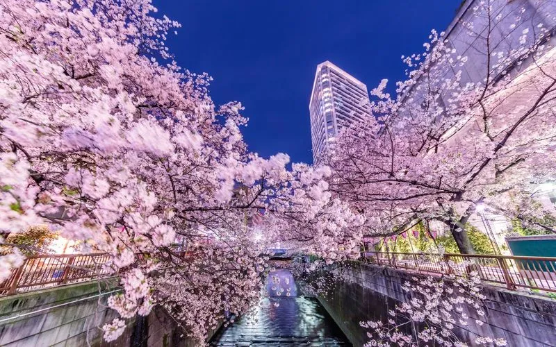 爛漫春日去看櫻花吧東京賞櫻花最佳地點大盤點