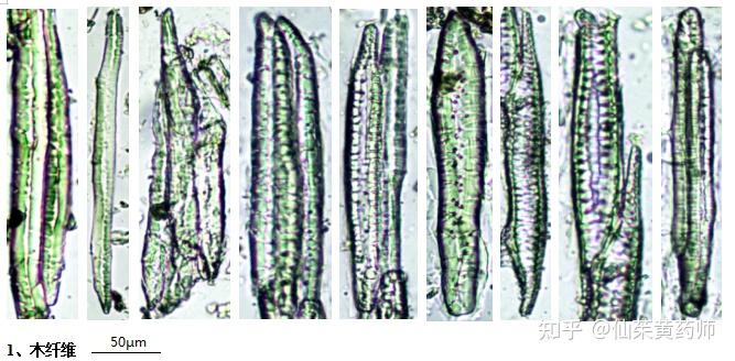 柴胡(北柴胡)粉末显微彩色图谱 - 知乎