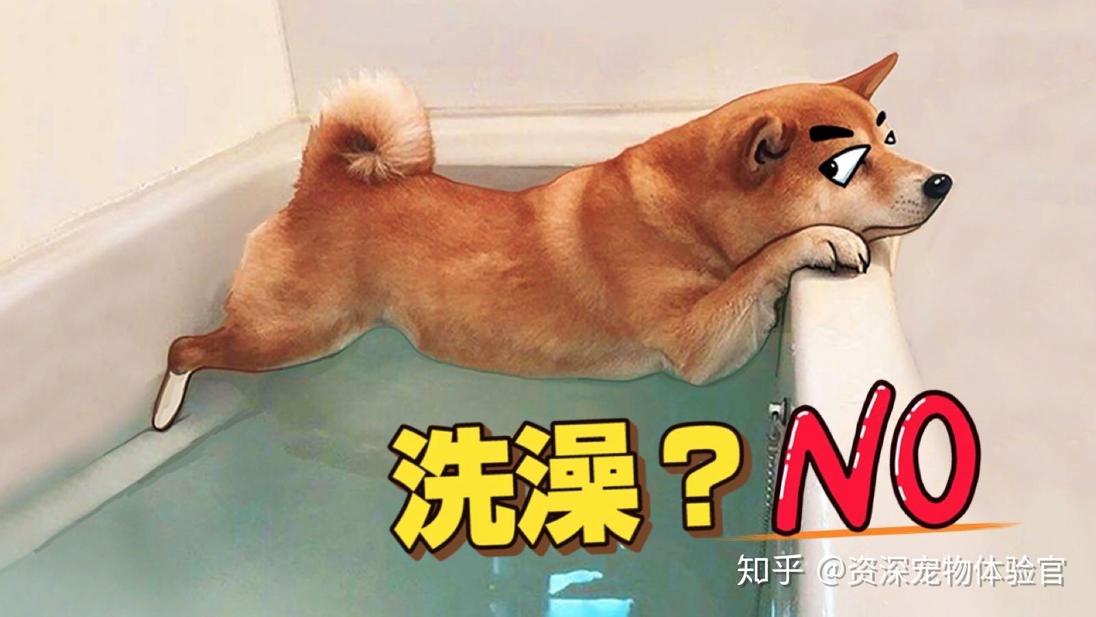 狗子身上皮屑多都是洗澡惹的祸