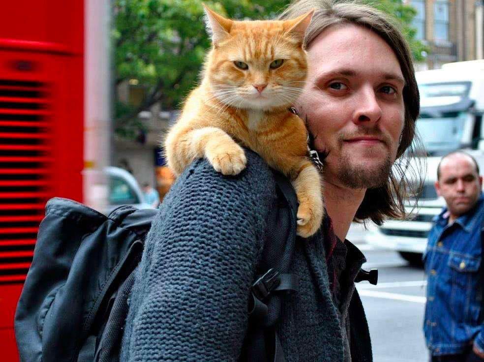 如何评价电影流浪猫鲍勃2鲍勃的圣诞礼物