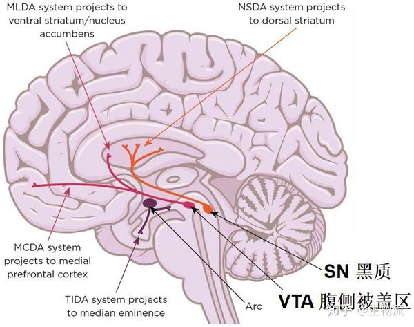 多巴胺神经元之死