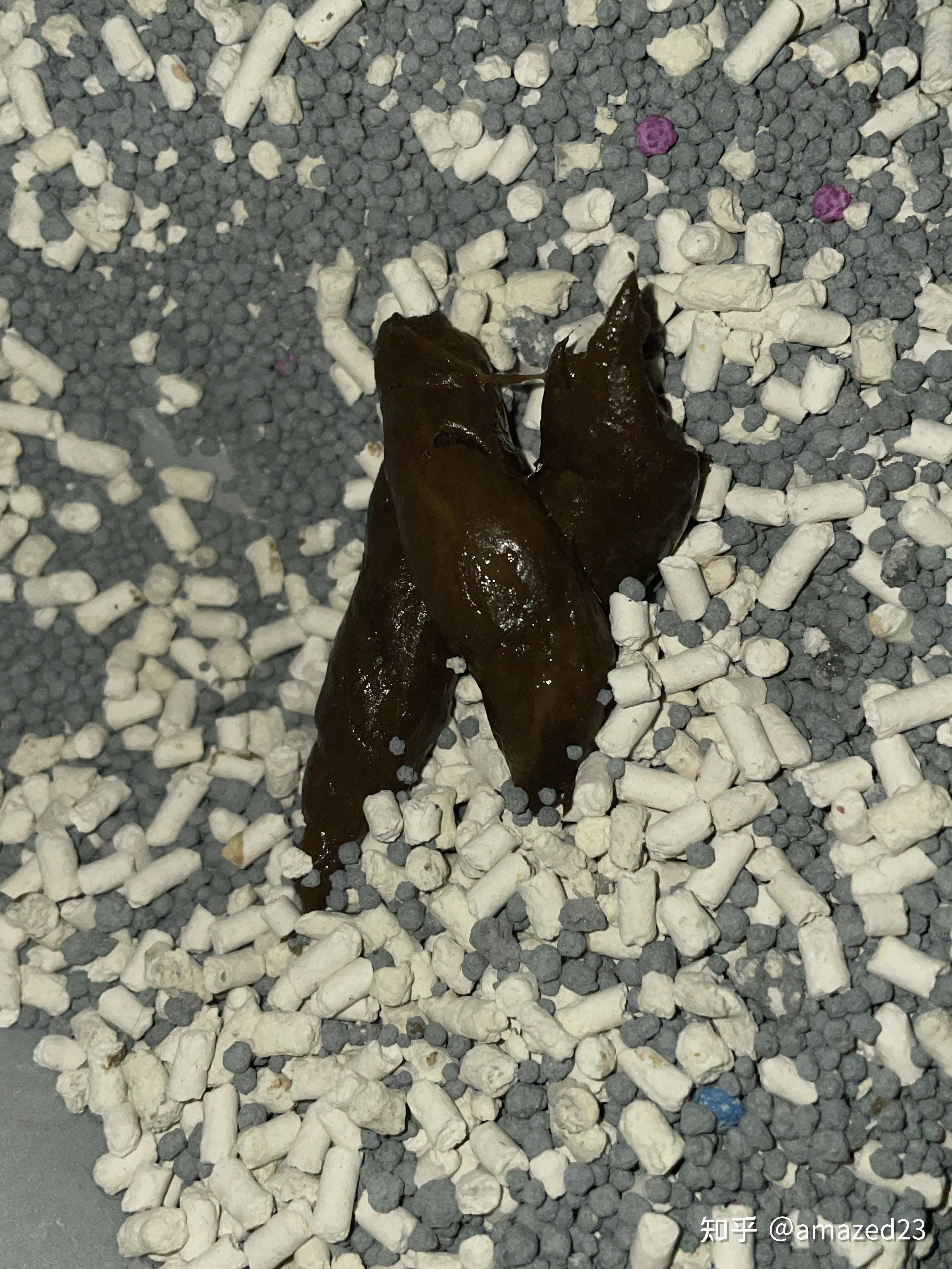 养猫新手请问下大家这是正常的猫屎吗