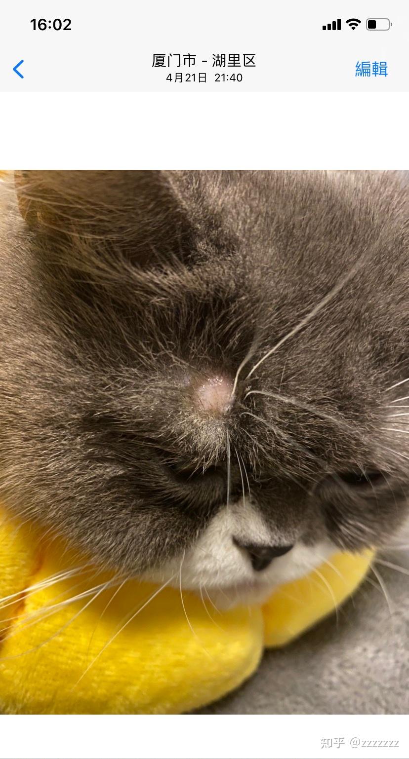 猫癣治疗中 - 知乎
