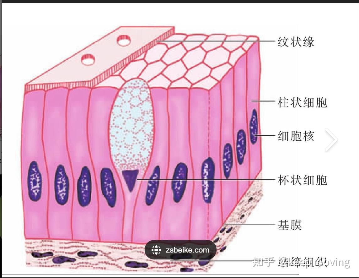 肺脏组织的基本结构 - 知乎