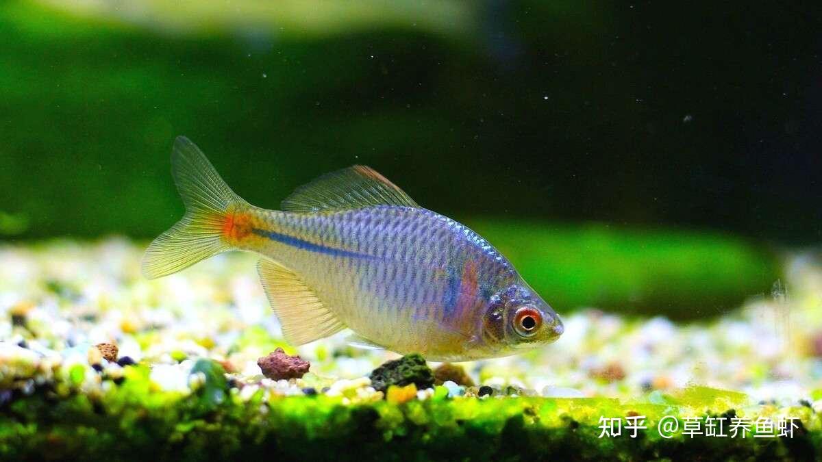 想養魚又不知道養什麼魚好很簡單你就養鰟鮍魚