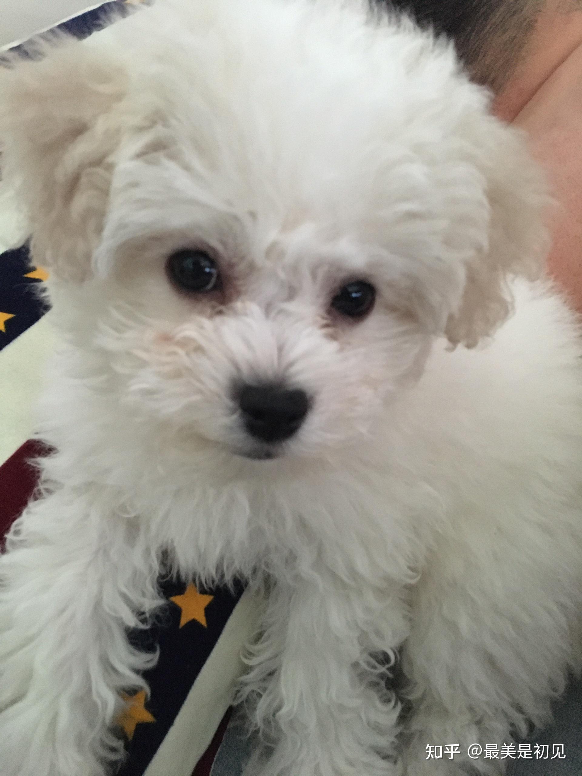 三个月的比熊44斤是不是太大了