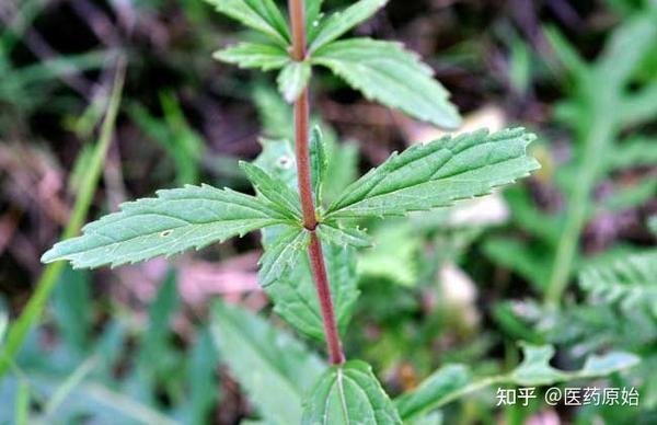 带你识别野马追 - 知乎