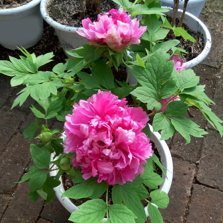 牡丹 如何保持鲜艳 怎样延长花期 知乎