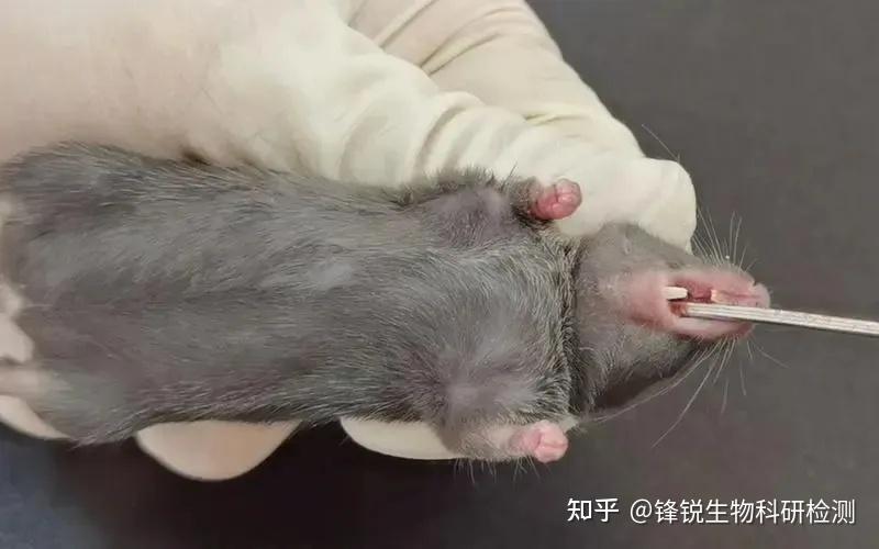 动物实验技术 | 小鼠灌胃难不难?掌握这两点,轻松给小鼠灌胃! - 知乎