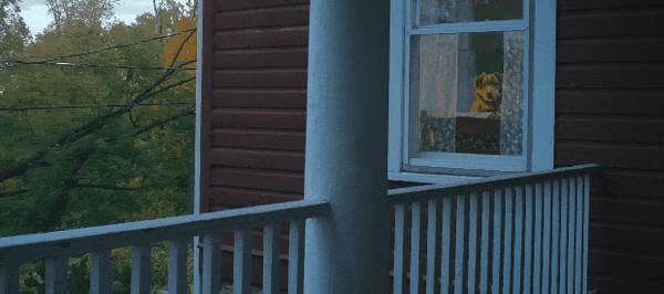 《冷猫狗》今年最颠覆！限制级禁忌挑战