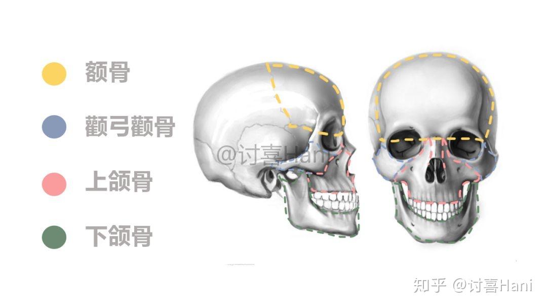 如何判断自己的脸是否耐老（含骨相、皮相） - 知乎