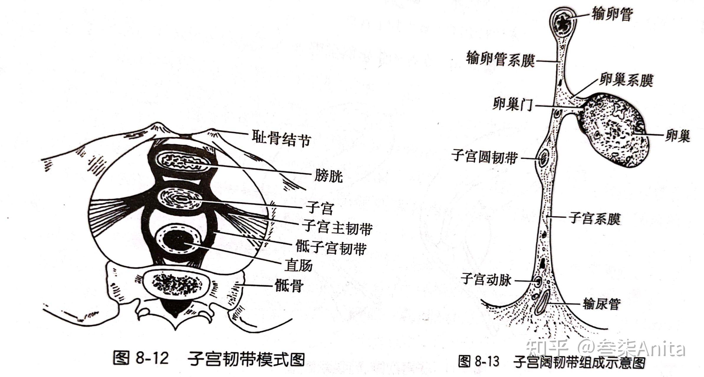 护理解剖知识点(中德对照)