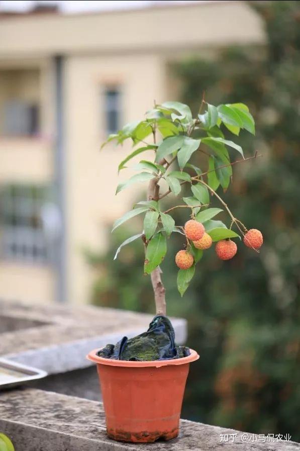 小哥温室模拟南方气候种盆栽荔枝,40公分高结半斤果,挑战不可能 