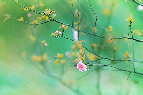 三月 春暖花开梦醒来 知乎