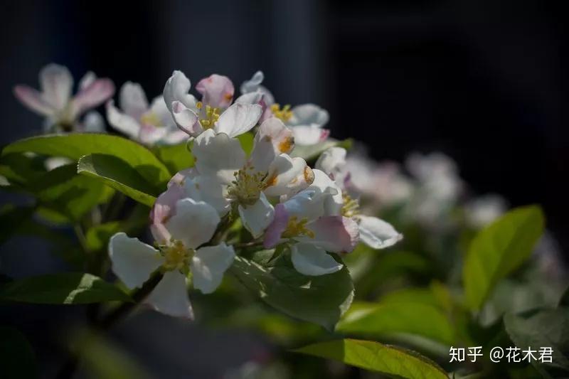 冬紅果樹形緊湊,春季淡粉色的花朵開滿枝頭,超凡脫俗