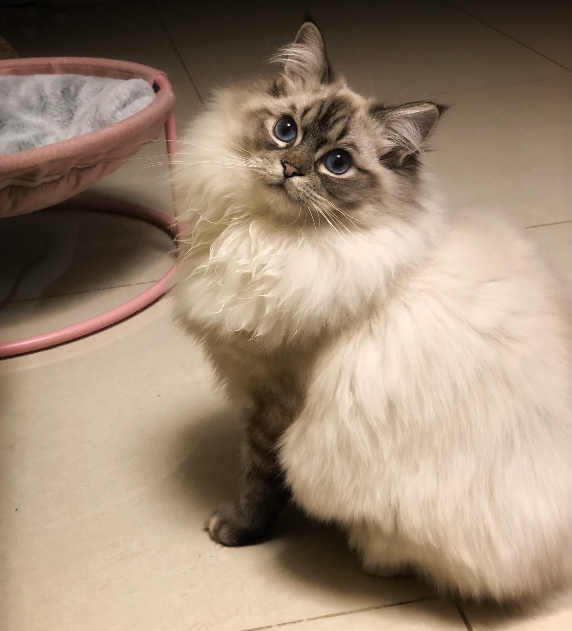 我可以看一下你们的山猫纹布偶长大是什么样子呢? - 知乎