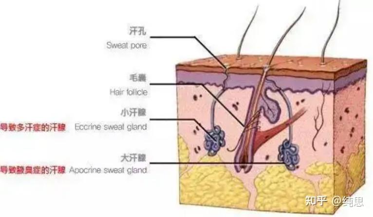说起来人体一共能有230万个汗腺,可以说是遍布全身,只不过这大小汗腺