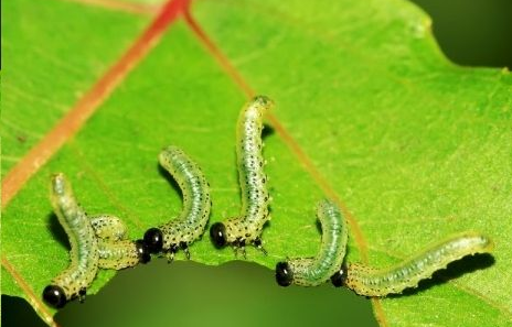 25 青虫 幼虫 青虫 幼虫 成虫 25 青虫 幼虫 青虫 幼虫 成虫