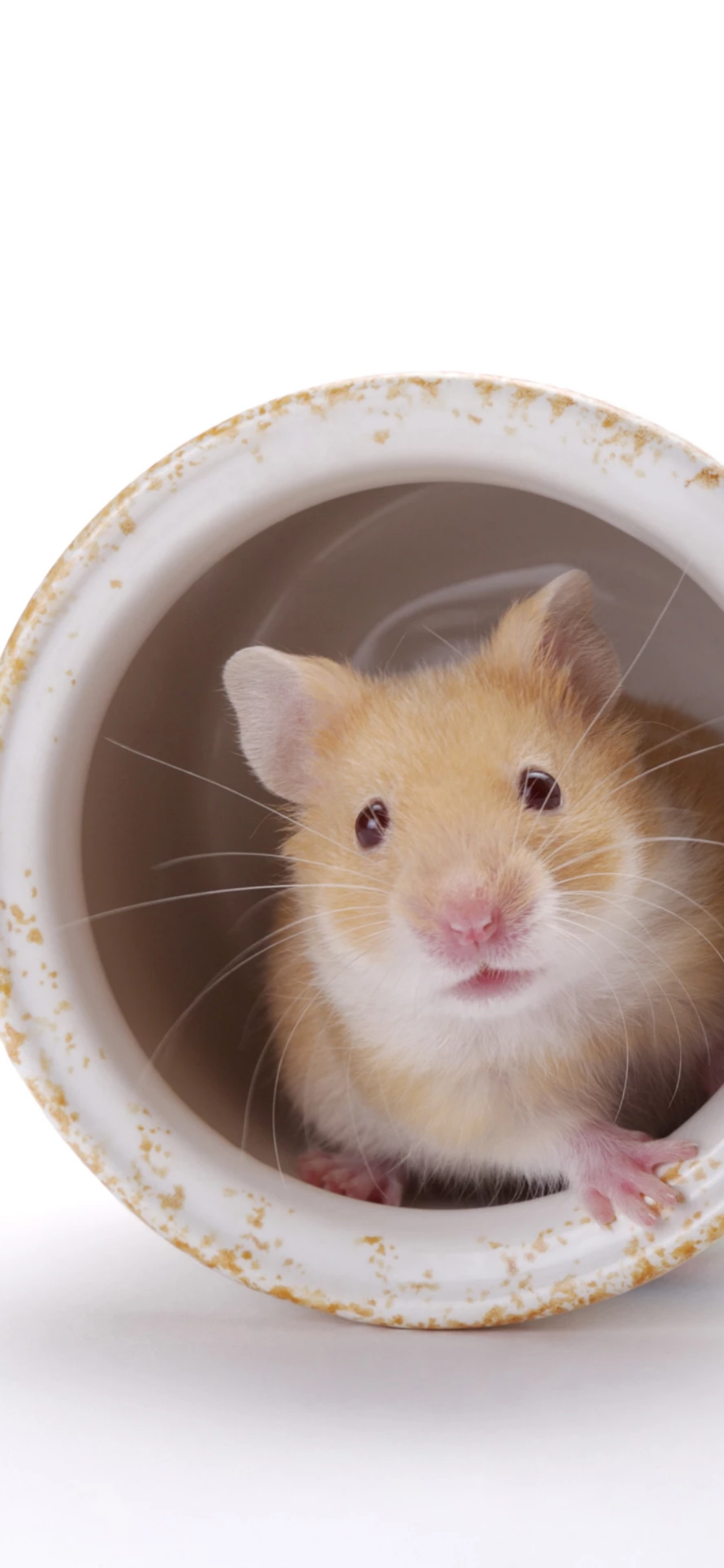 有木有小仓鼠的壁纸或者图片鸭? - 知乎