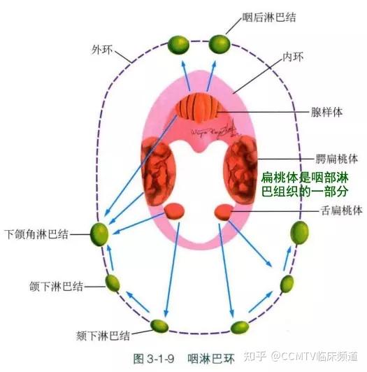 咽鼓管咽口圆枕图片