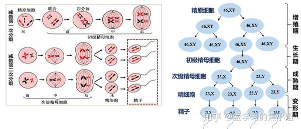 什么是次级精母细胞和第一极体 次级精母细胞和精细胞 恩芝网