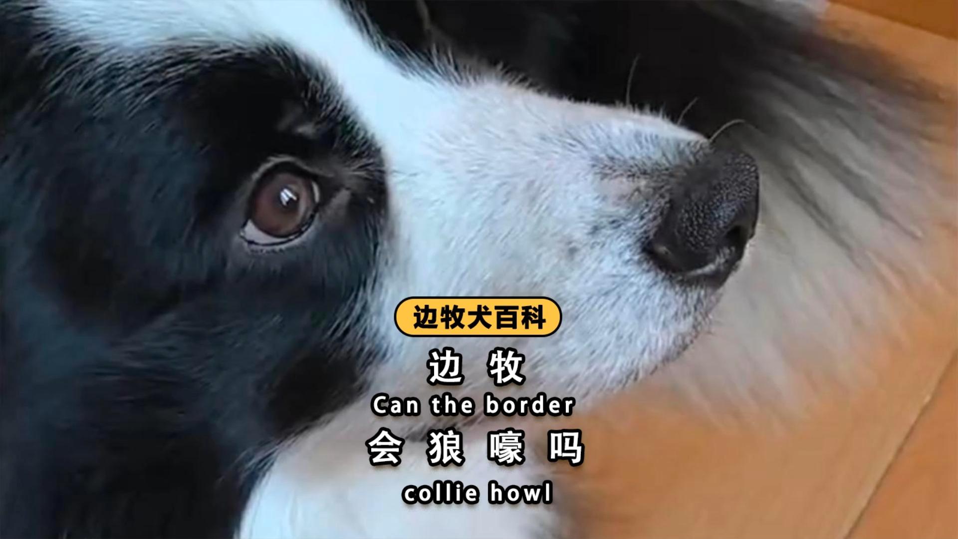 请问各位大佬  狗狗突然嚎叫是啥情况?