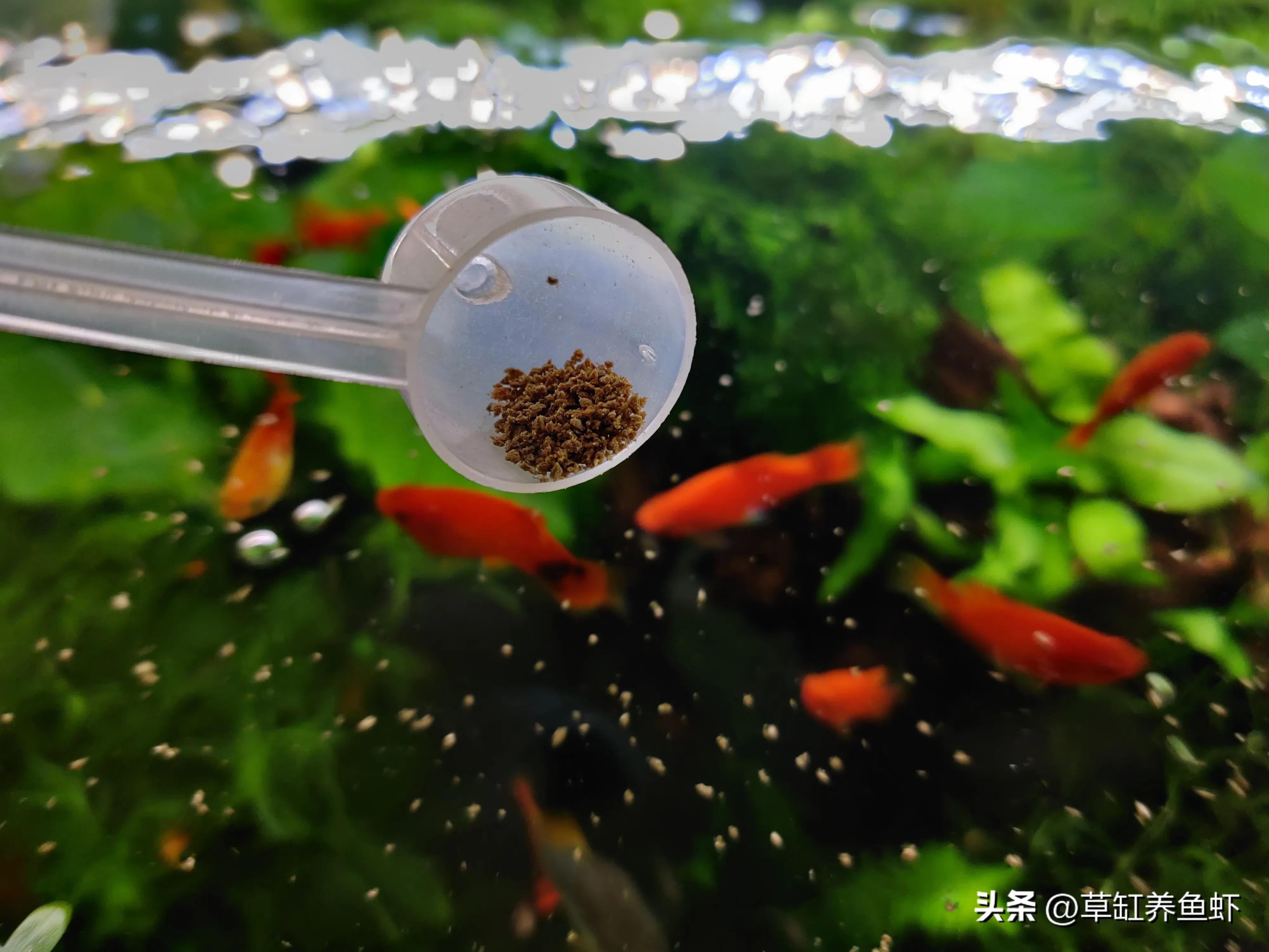 鱼缸水为什么会浑浊?最简单的解决方法是什么? - 知乎