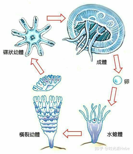 水母生长过程图片