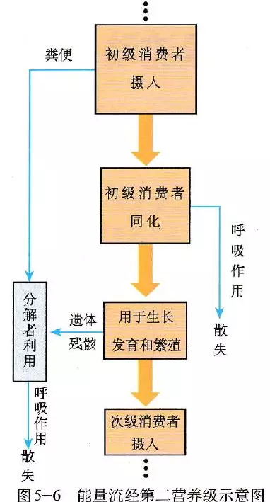 营养级能量流动图解图片