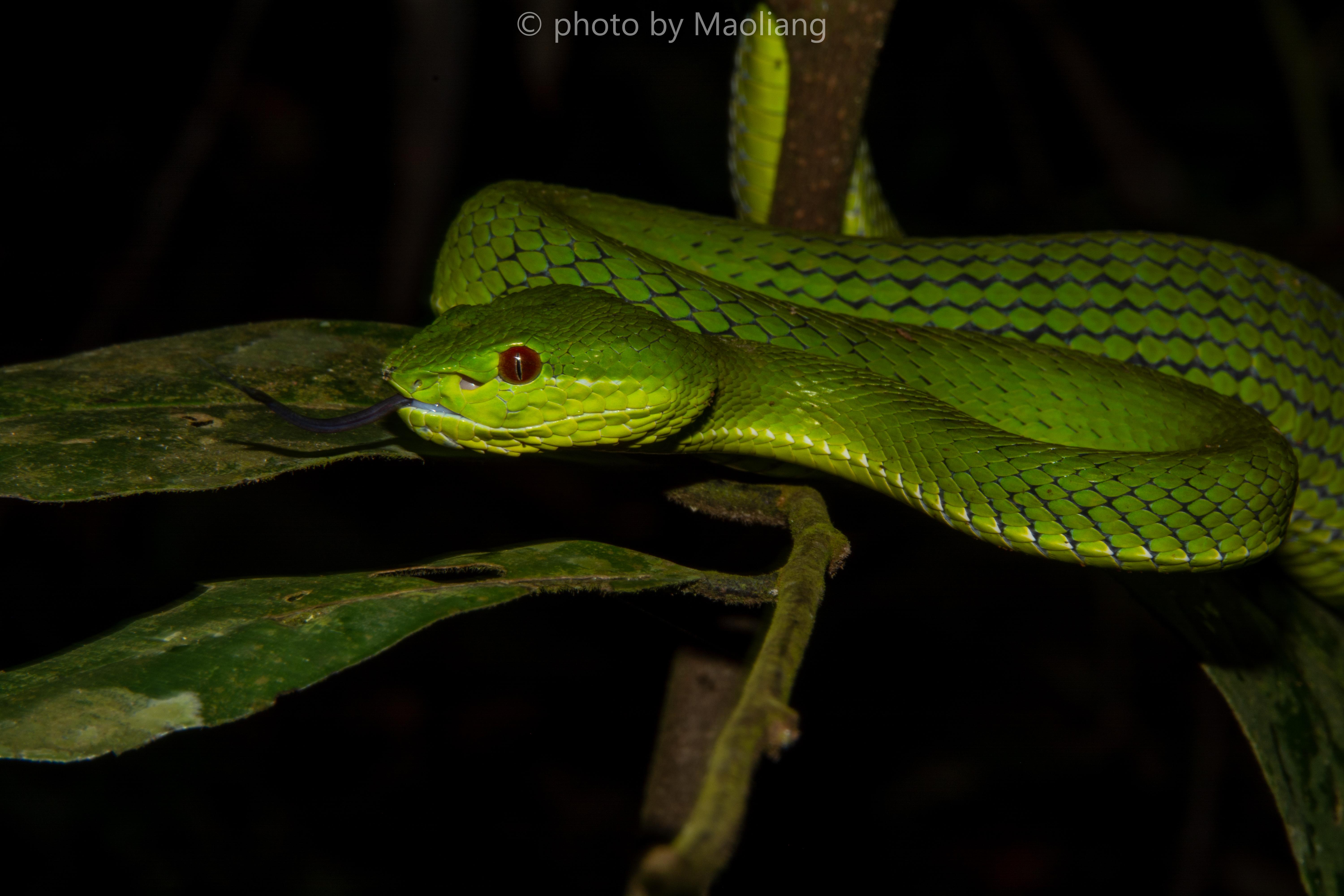 继续往里前进,坡普竹叶青蛇popeia popeorum出现了,它可能是在这种