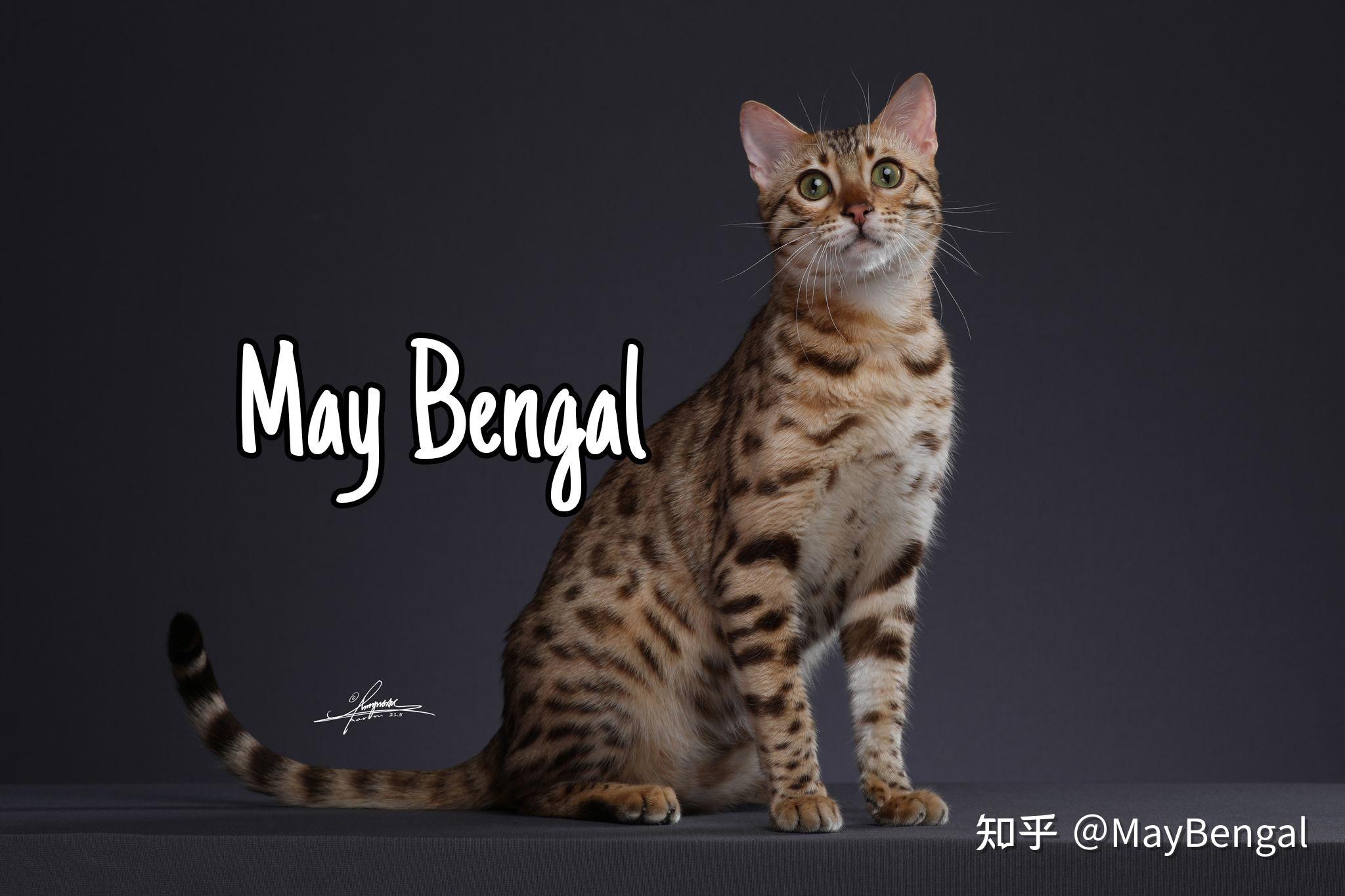 2 人赞同了该文章孟加拉豹猫繁育人67maybengal