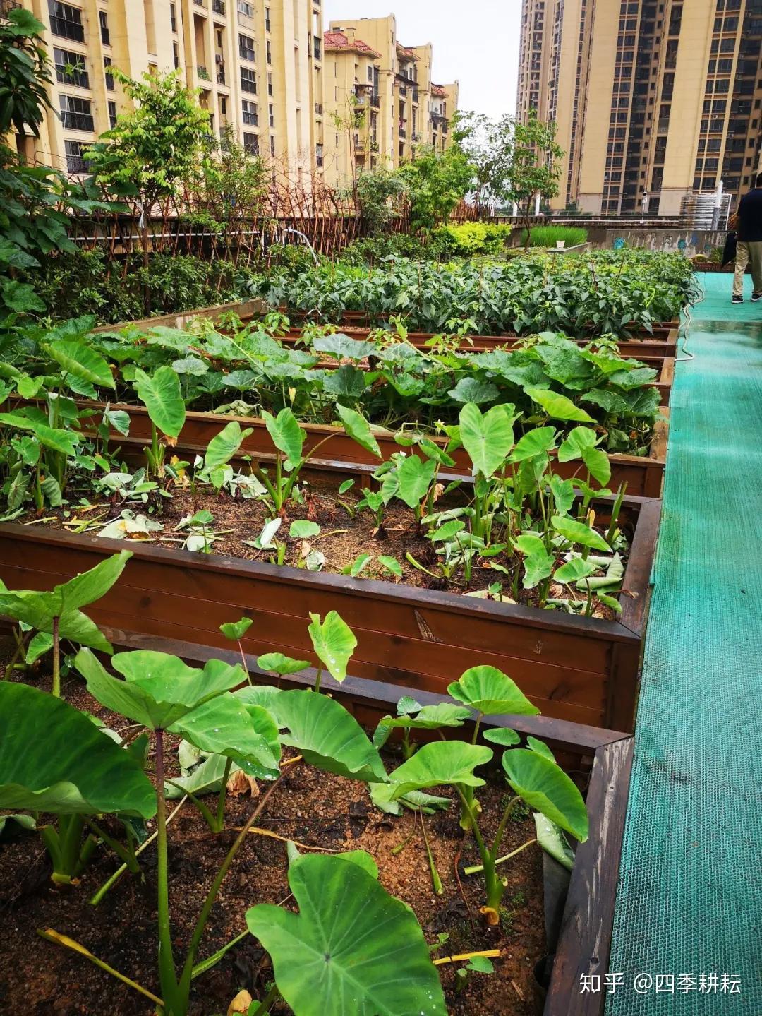建在屋顶的自然农场