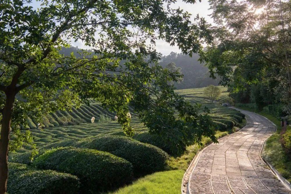 杭州径山竹茶园图片