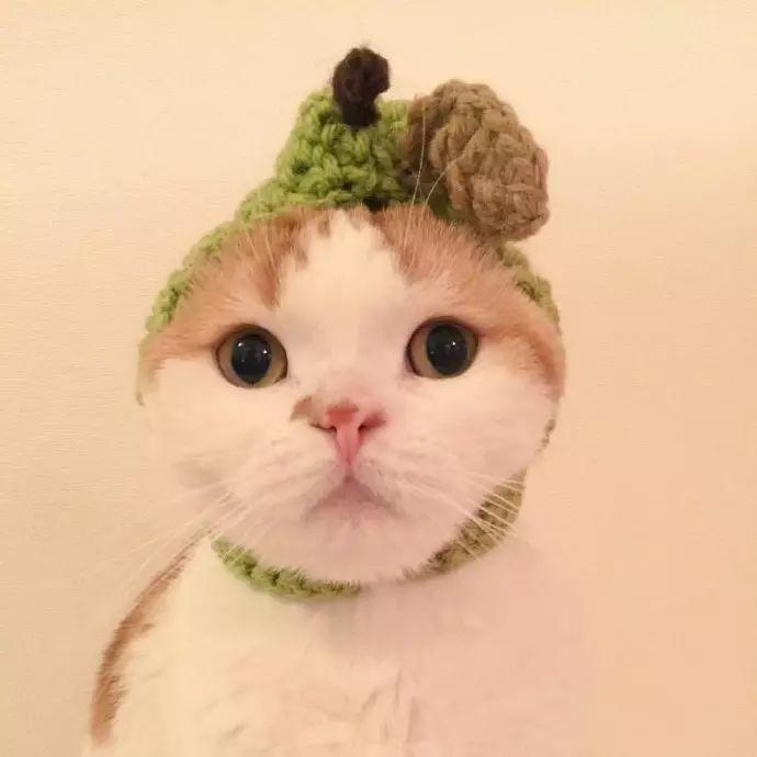 喵头像一大波猫咪头像快来挑一个