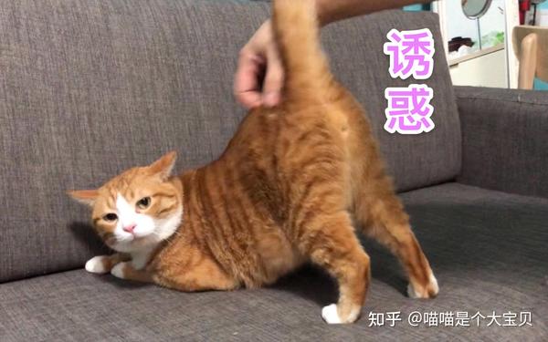 有关猫咪“发情” 的知识,宠主需了解 - 知乎