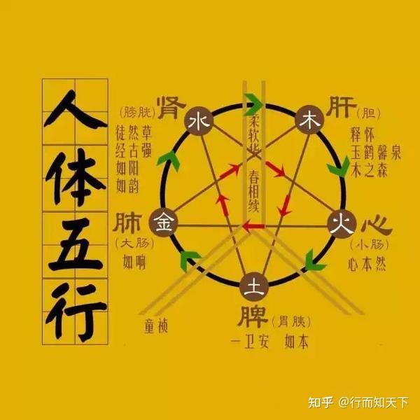 通俗讲解中医五行与五脏六腑的关系,神奇的中医营养学! - 知乎