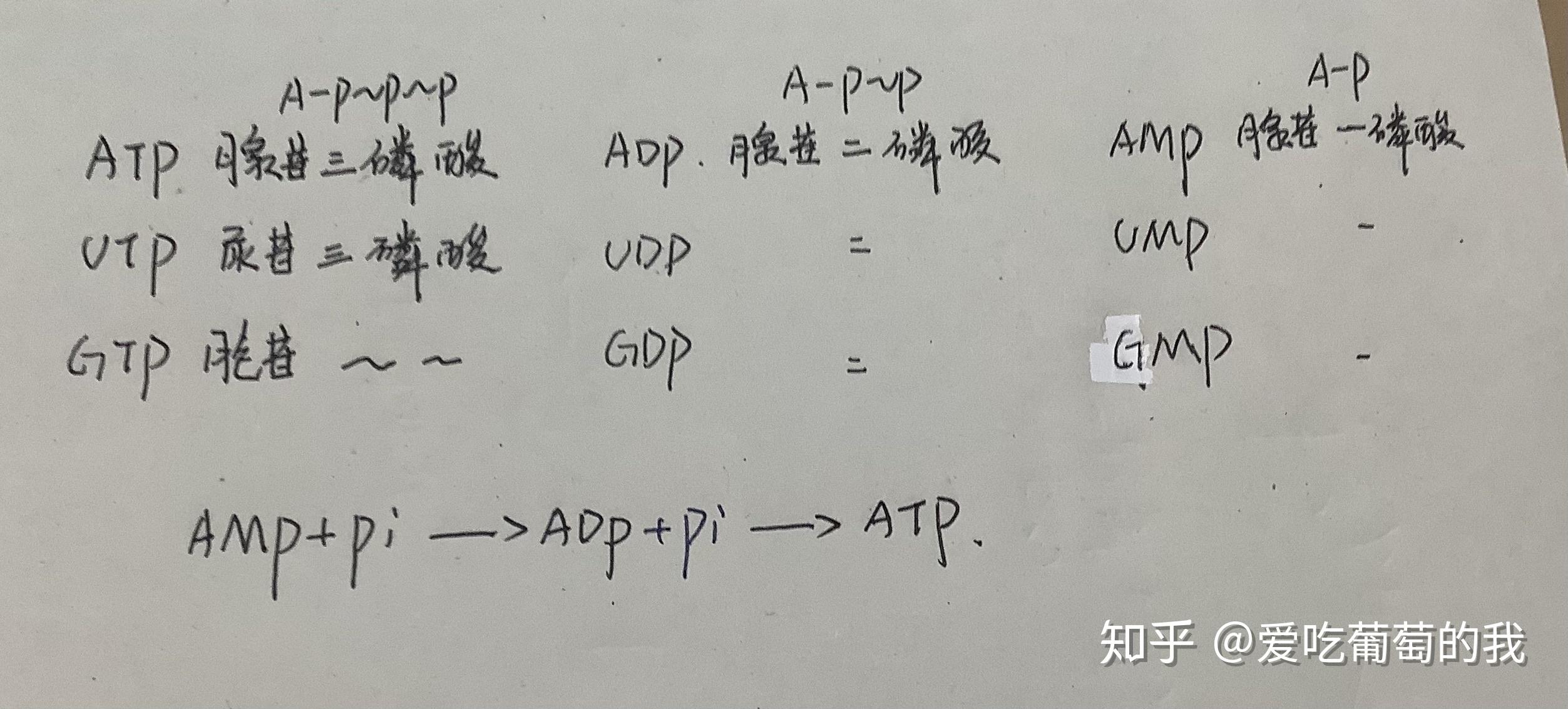 ATP GTP UTP CTP分别指什么百度知道