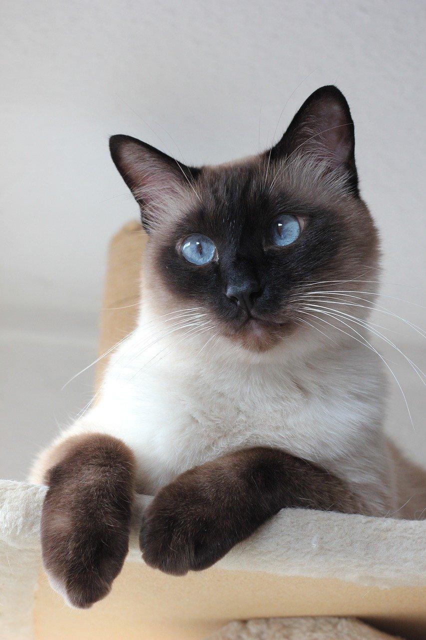 3. 黄皮果品种分类