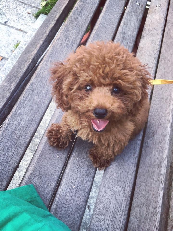 朝九晚六的上班族适合养狗吗? - 小黄鸭的回答