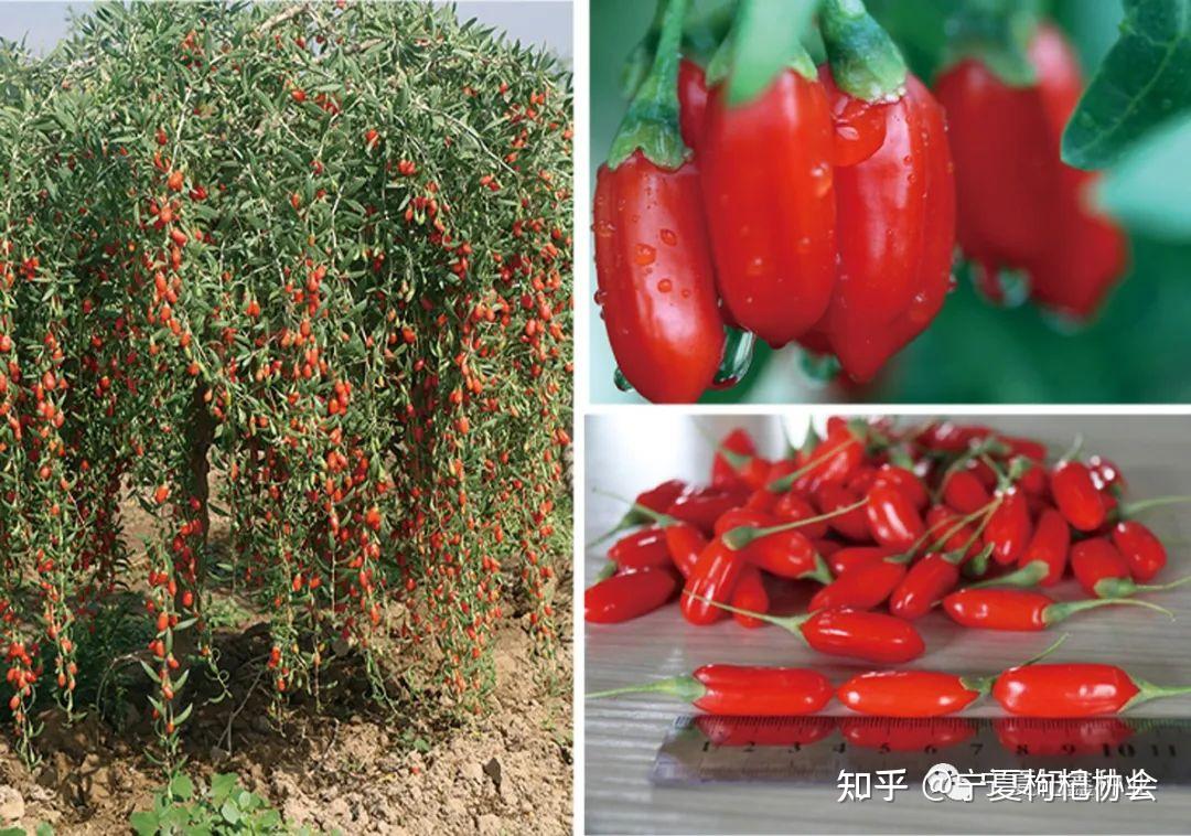 中国枸杞种植及良种业发展报告(3) - 知乎