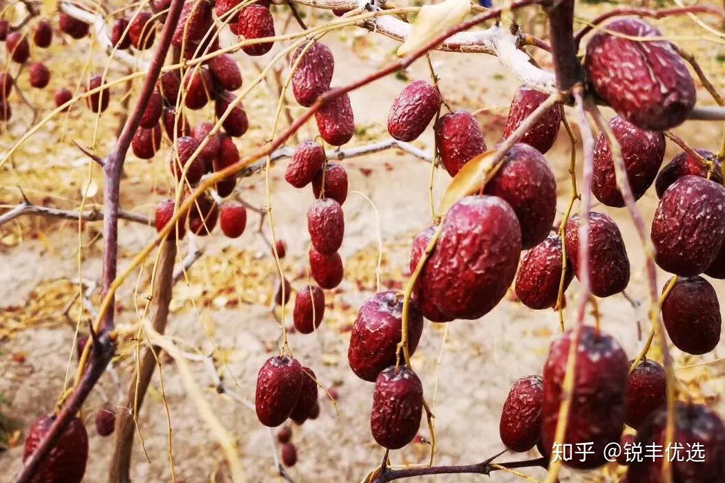 一下雨就会坏,也只有戈壁滩这种降雨量稀少的地方,灰枣能够做到在树上