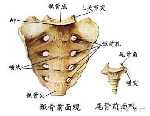 解剖学图谱- 知乎