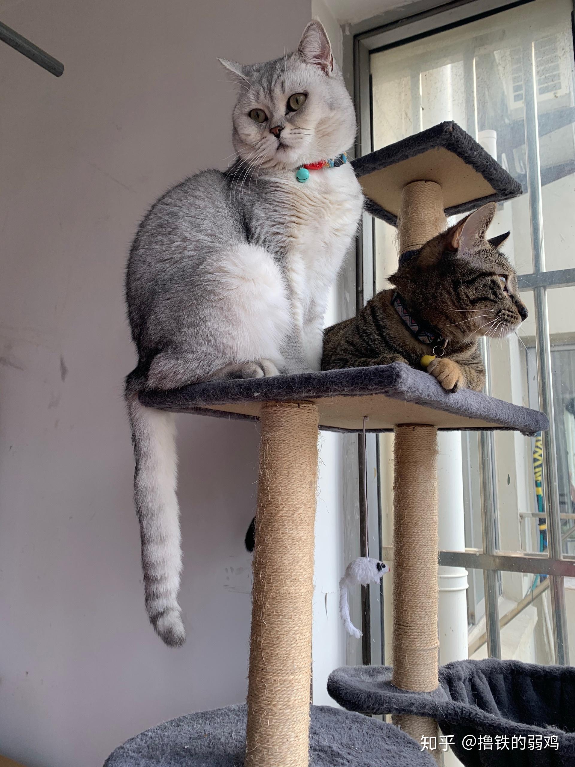 金渐层和狸花猫的串 搜狗图片搜索