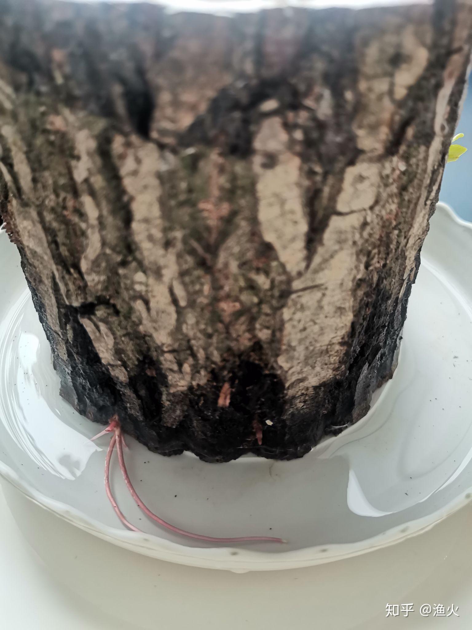 2021考研党蹲一个幸运木伪巴西木实为小柳树墩子