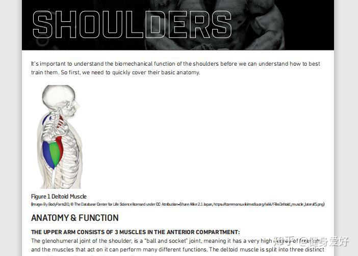 为什么我的三角肌后束就是练不大