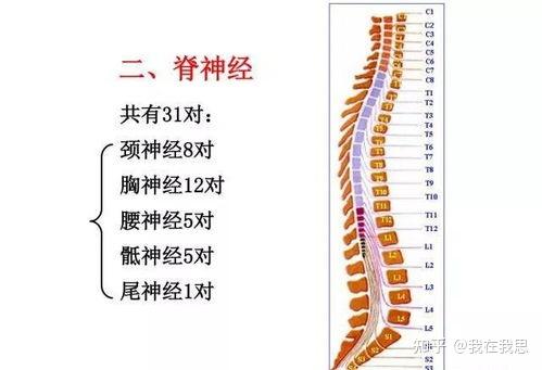 窦椎神经示意图图片