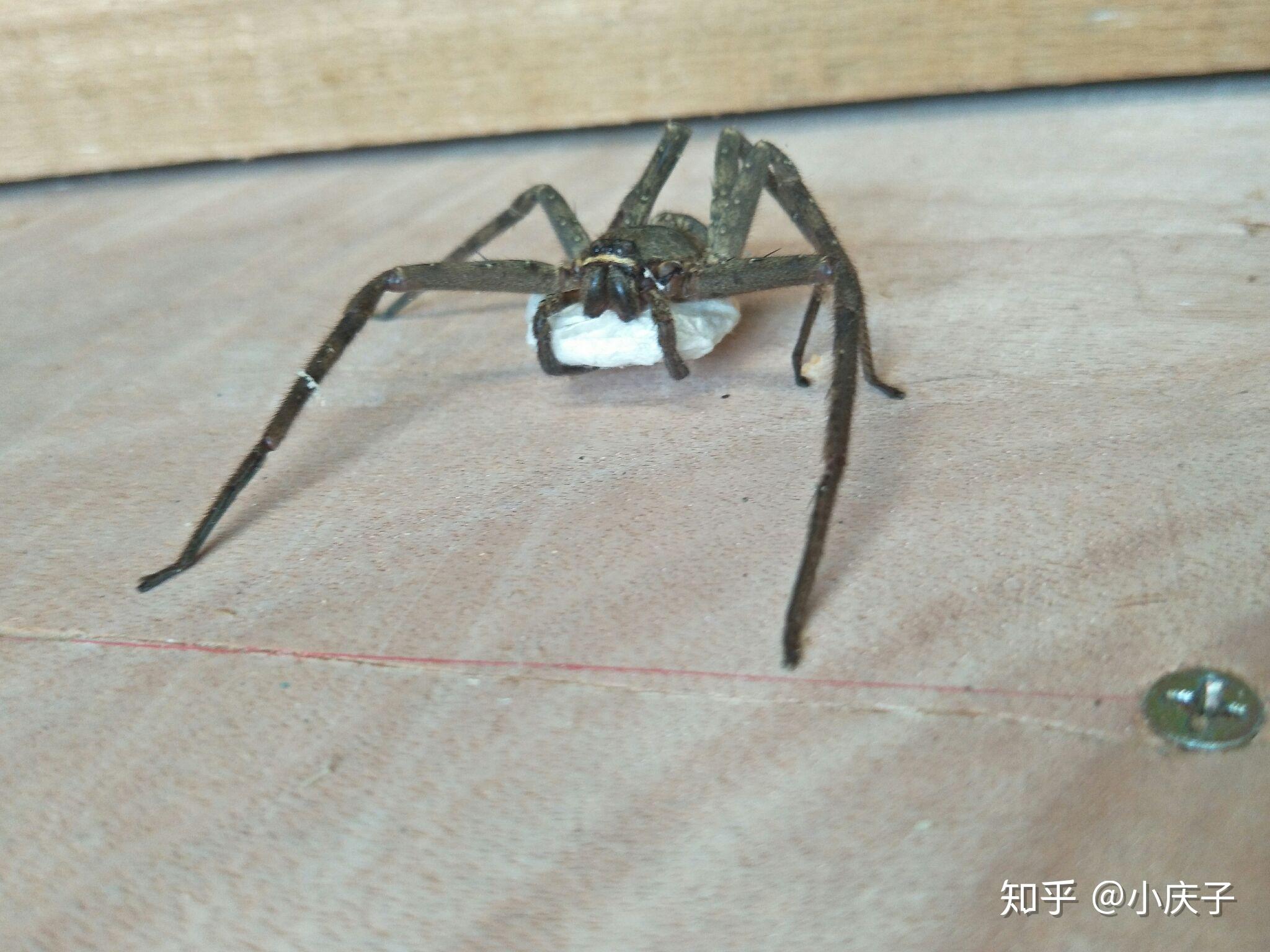 蜘蛛是如何繁殖的? - 知乎